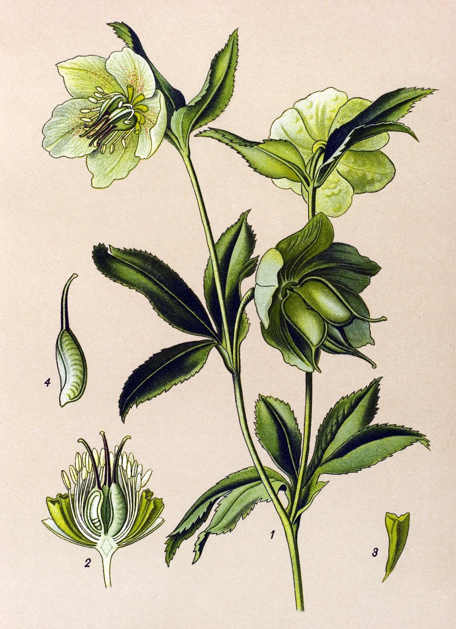 Botanická deska. Venenózní (toxická) a léčivá rostlina: čemeřice zelená (Helleborus viridis) od Unbekannter Künstler