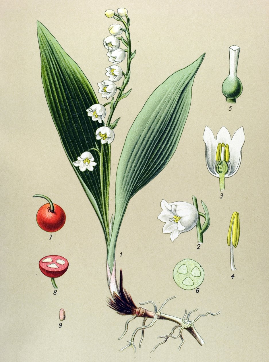 Botanická deska. Venenózní (toxická) a léčivá rostlina: konvalinka nebo konvalinka májová (Convallaria majalis) od Unbekannter Künstler