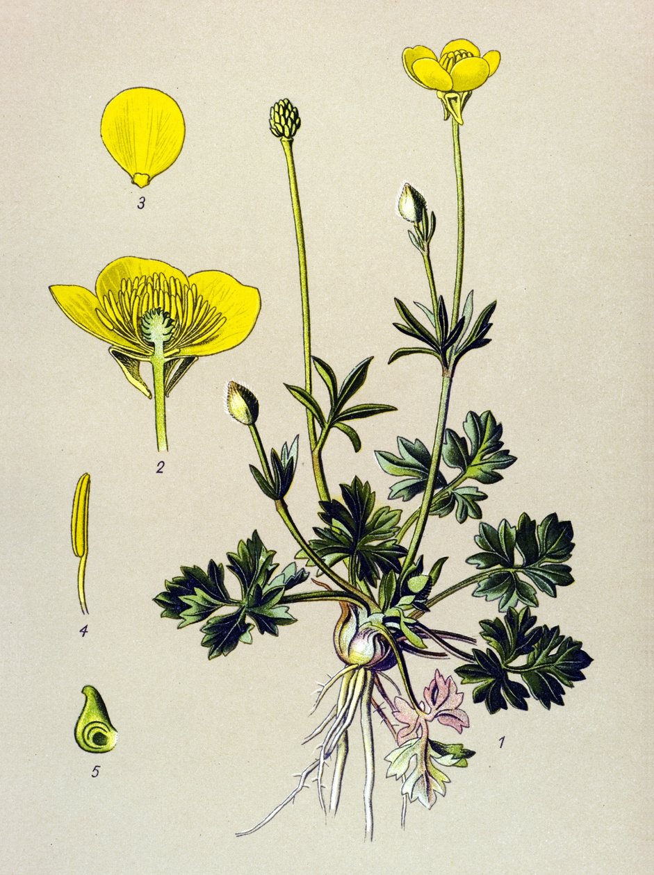 Botanická deska. Žilnatá rostlina (toxická): Pryskyřník baňatý nebo zlatý pupen (Ranunculus bulbosus) od Unbekannter Künstler