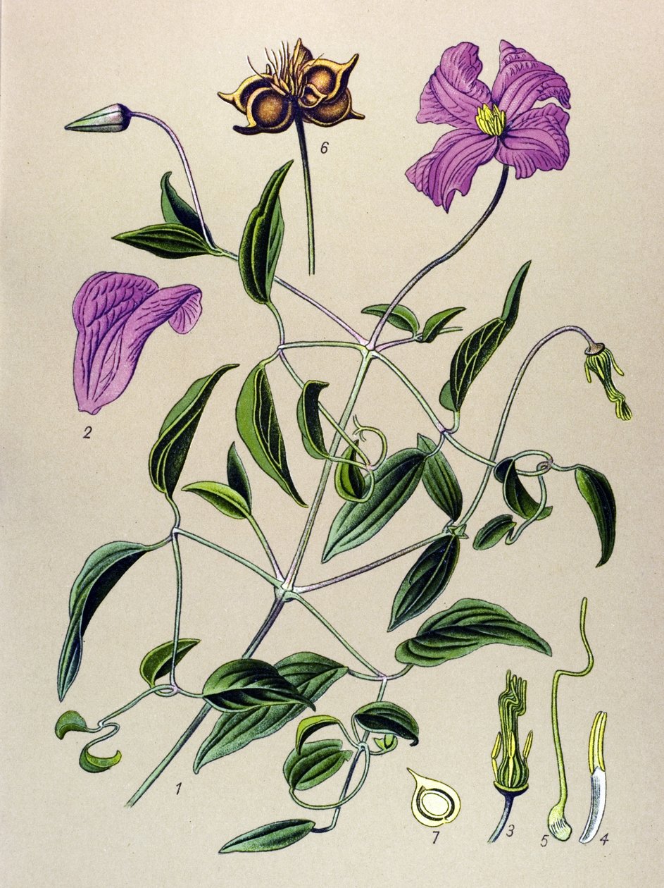 Botanická deska. Venenózní rostlina (toxická): Plamének plamének nebo nepravá réva (Clematis viticella) od Unbekannter Künstler