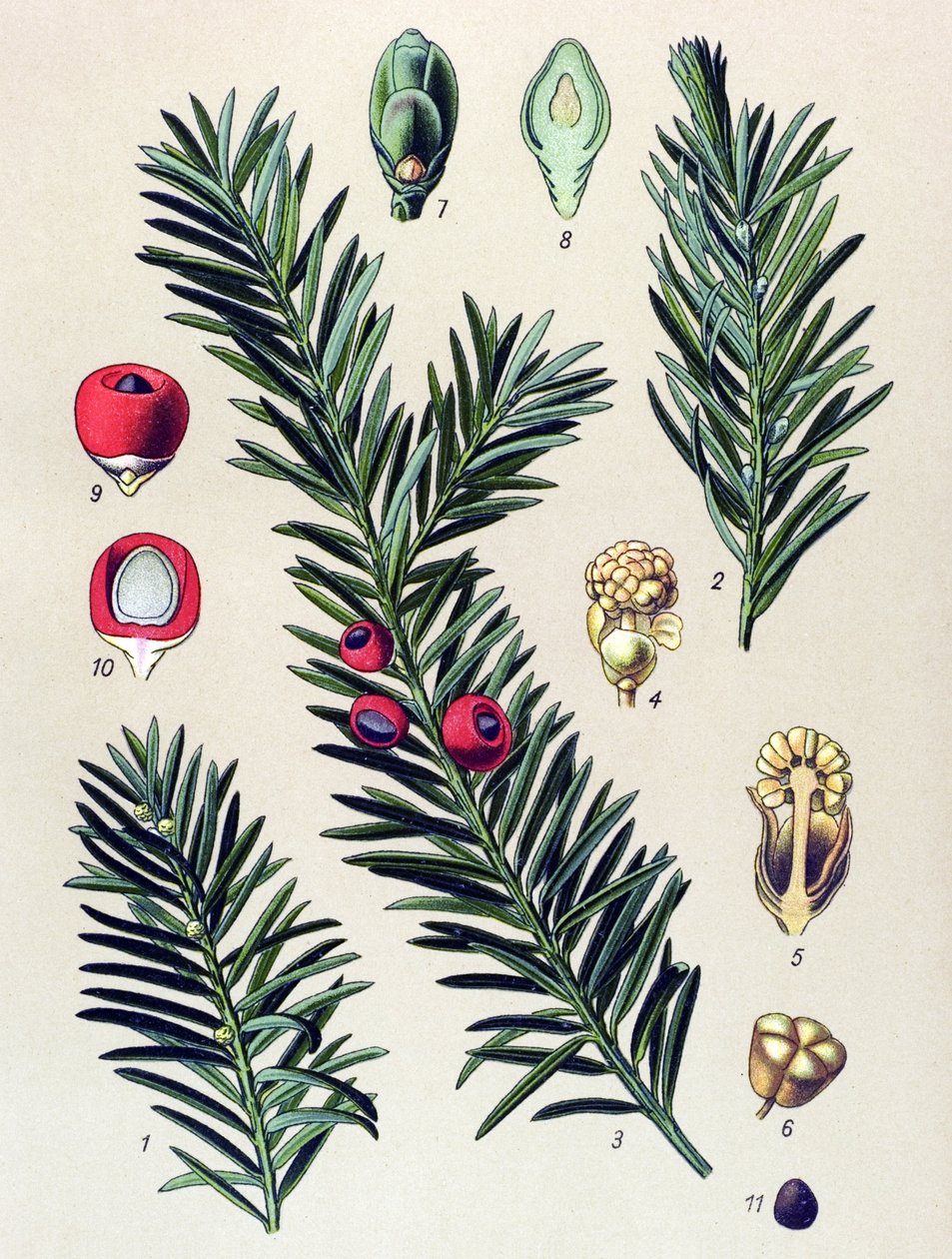 Botanická deska. Venenózní rostlina (toxická): Tis obecný (Taxus baccata) od Unbekannter Künstler