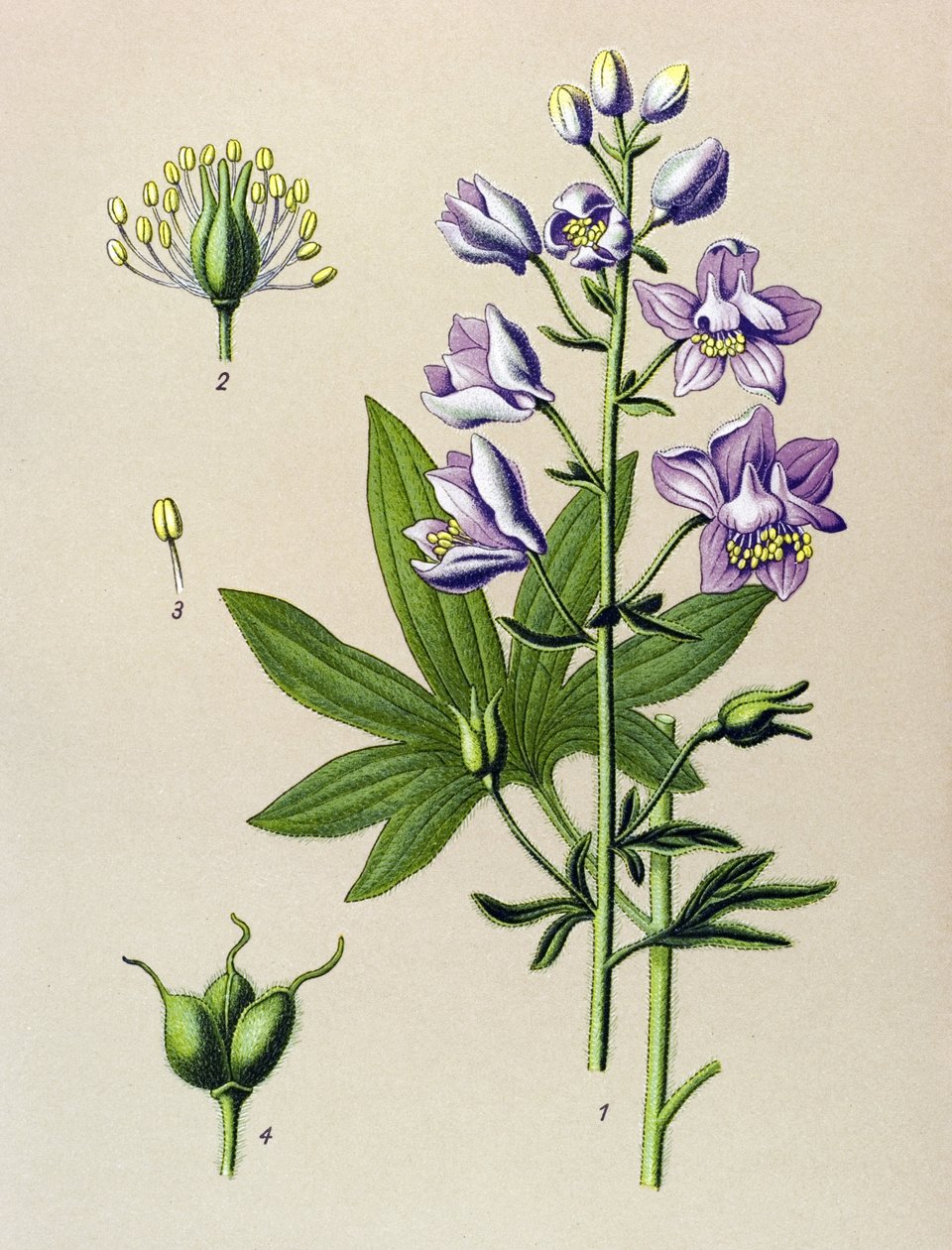 Botanická deska. Venenózní rostlina (toxická): Dolphinella staphysegar (Delphinium staphysagria) od Unbekannter Künstler