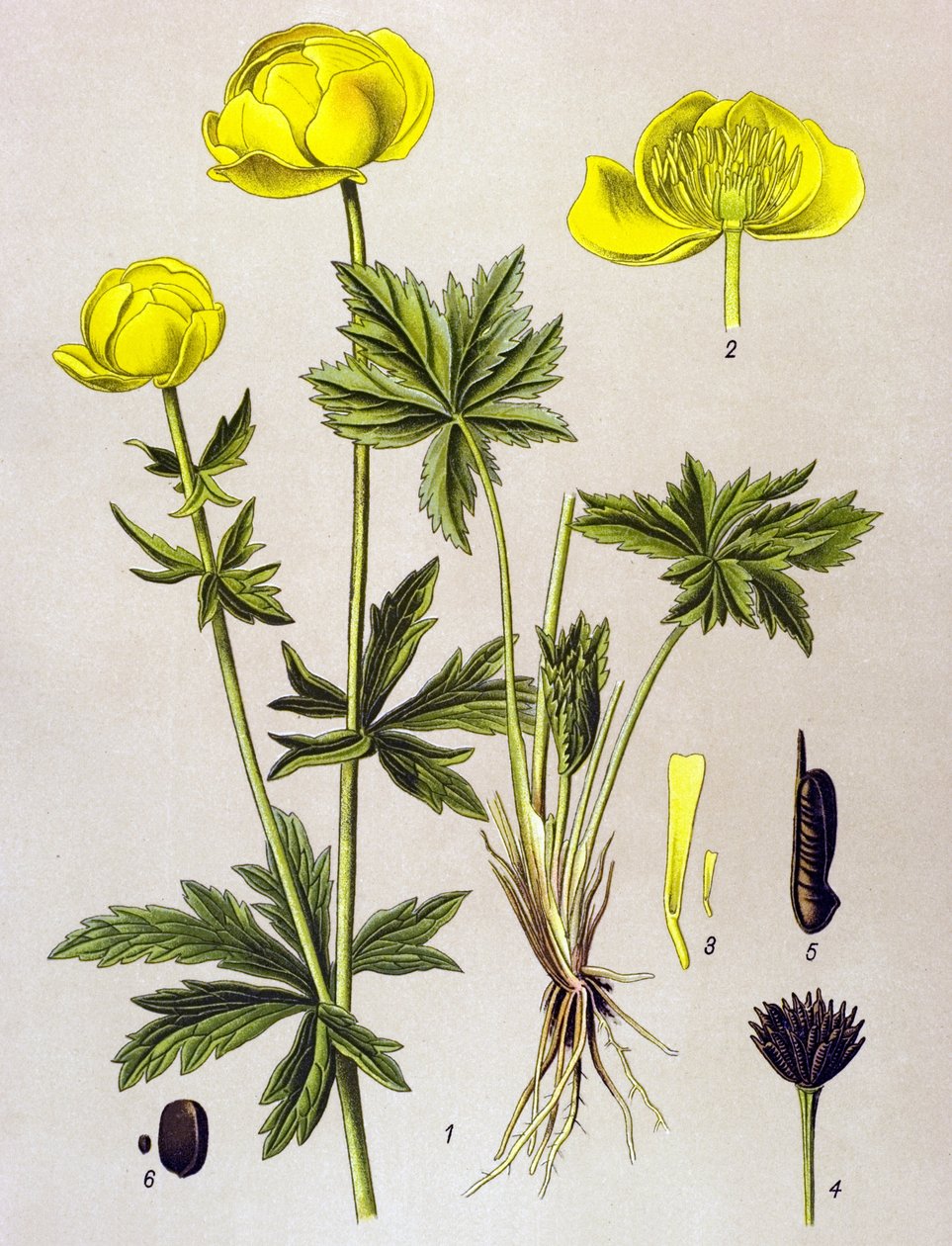 Botanická deska. Venenózní rostlina (toxická): Evropský troll (Trollius europaeus) od Unbekannter Künstler