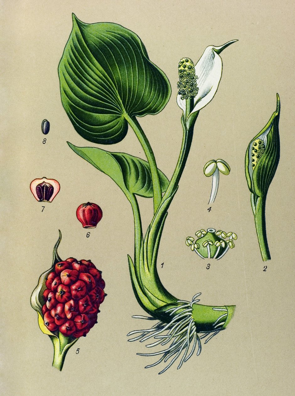Botanická deska. Venenózní rostlina (jedovatá): Kala bahenní (Calla palustris) od Unbekannter Künstler