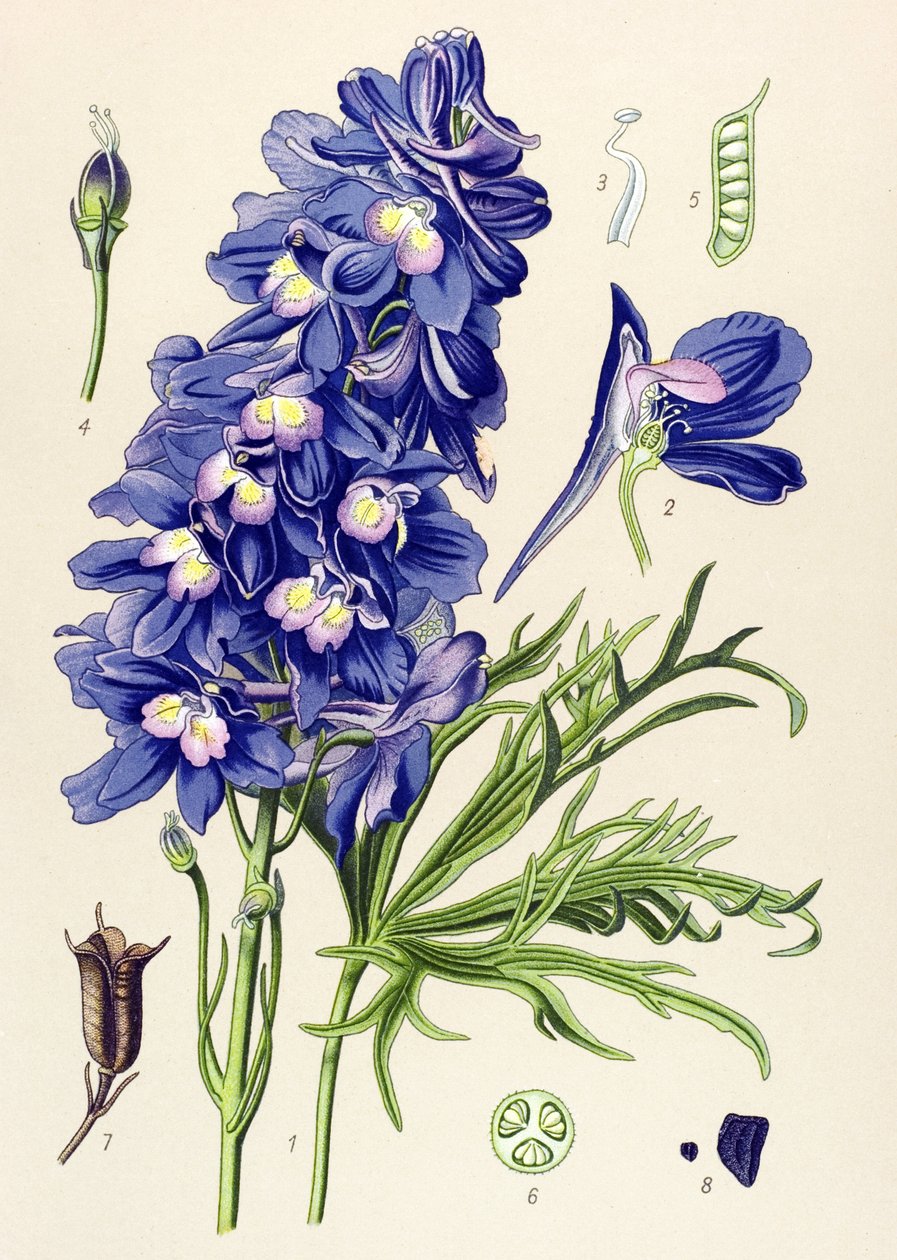 Botanická deska. Venenózní rostlina (toxická): delphinium nebo skřivan nohy (Delphinium grandiflorum) od Unbekannter Künstler