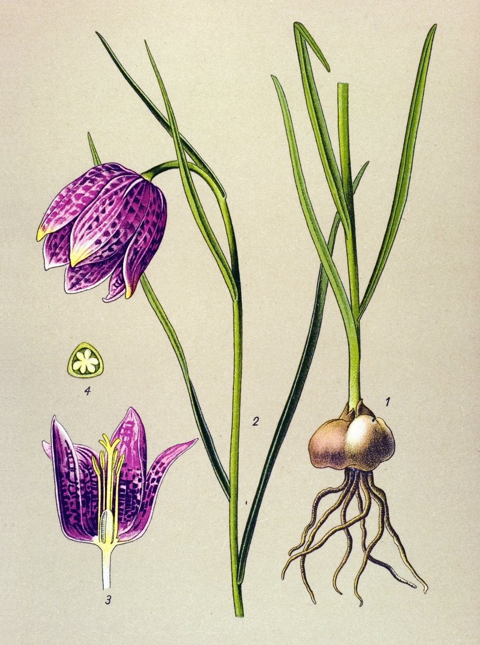 Botanická deska. Venenózní rostlina (toxická): perlička nebo „perlička“ (Fritillaria meleagris) od Unbekannter Künstler