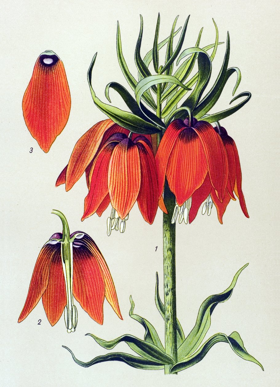 Botanická deska. Venenózní rostlina (jedovatá): imperiale fritillaria imperialis od Unbekannter Künstler