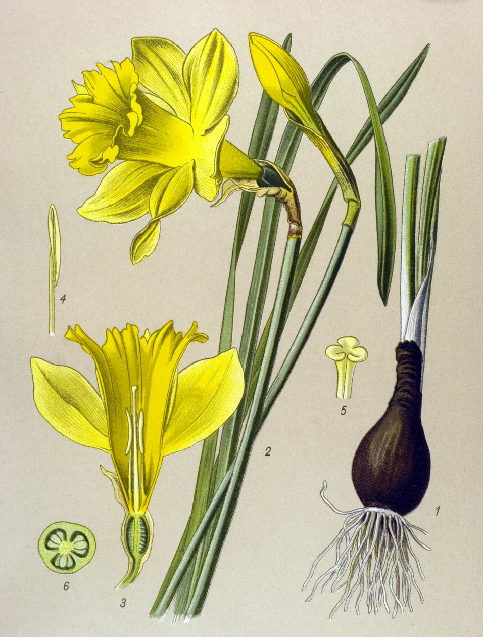 Botanická tabule Venenózní rostlina (toxická): narcis žlutý (Narcissus pseudonarcissus) od Unbekannter Künstler