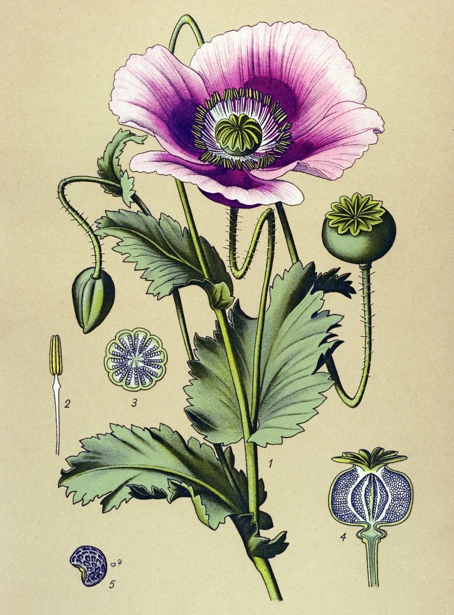 Botanická deska. Žilnatá (toxická) a léčivá rostlina: mák spící (Papaver somniferum) od Unbekannter Künstler
