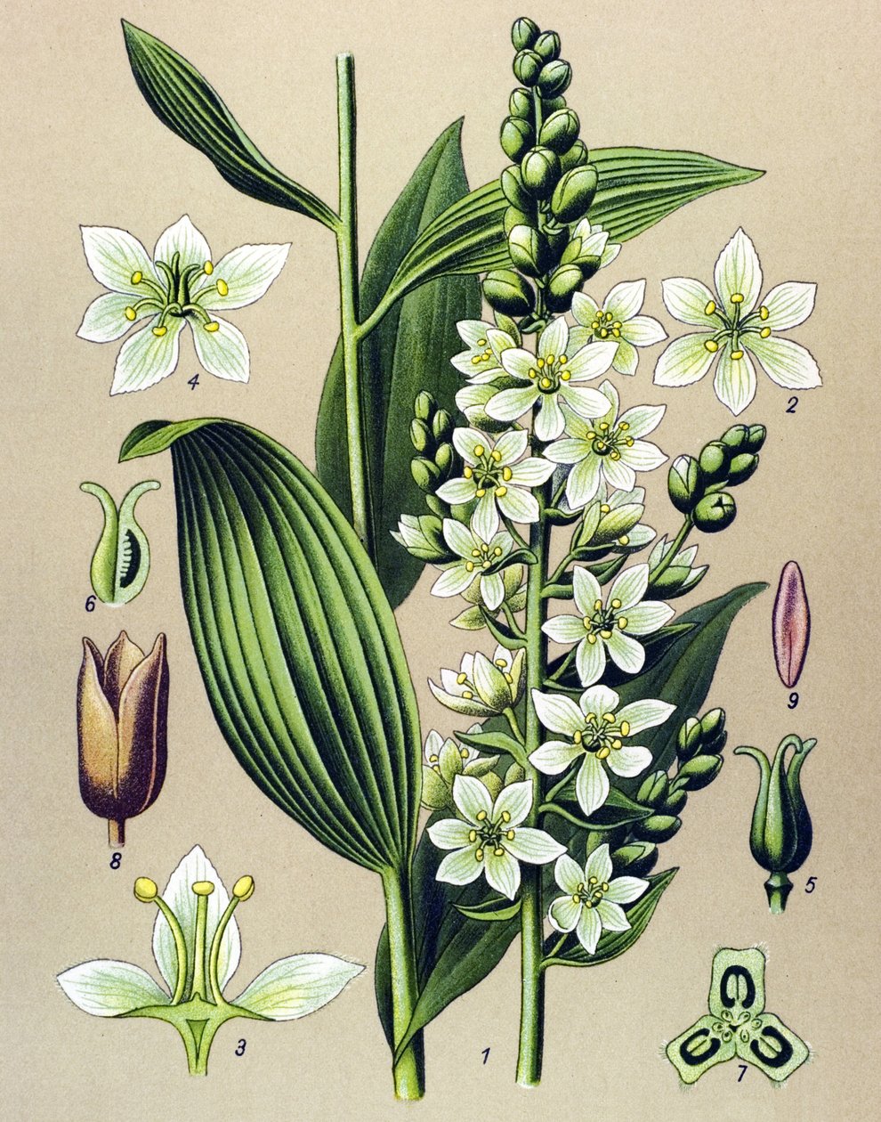 Botanická deska. Venózní (toxická) a léčivá rostlina: veratre bílá (Veratrum album) od Unbekannter Künstler