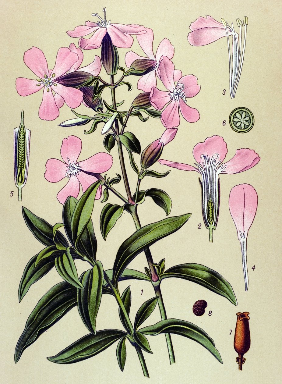 Botanická deska. Venózní (toxická) a léčivá rostlina: saponaria officinalis (Saponaria officinalis) od Unbekannter Künstler