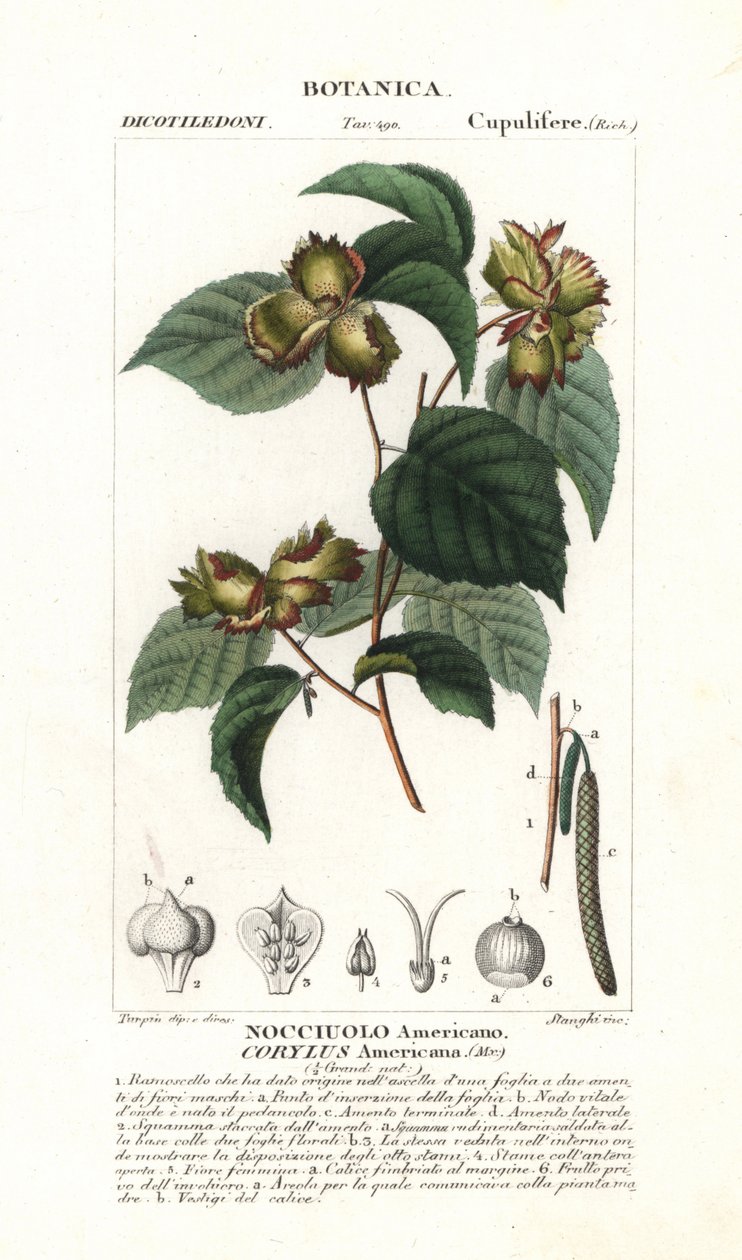 Botanická tabule: lískový oříšek a líska - americká líska, Corylus americana, pocházející ze Severní Ameriky. Ručně kolorovaná mědirytina z Jussieuova "Slovníku přírodních věd", 1837. Rytina Stanghi, kresba Pierre Jean-Francois T od Unbekannter Künstler