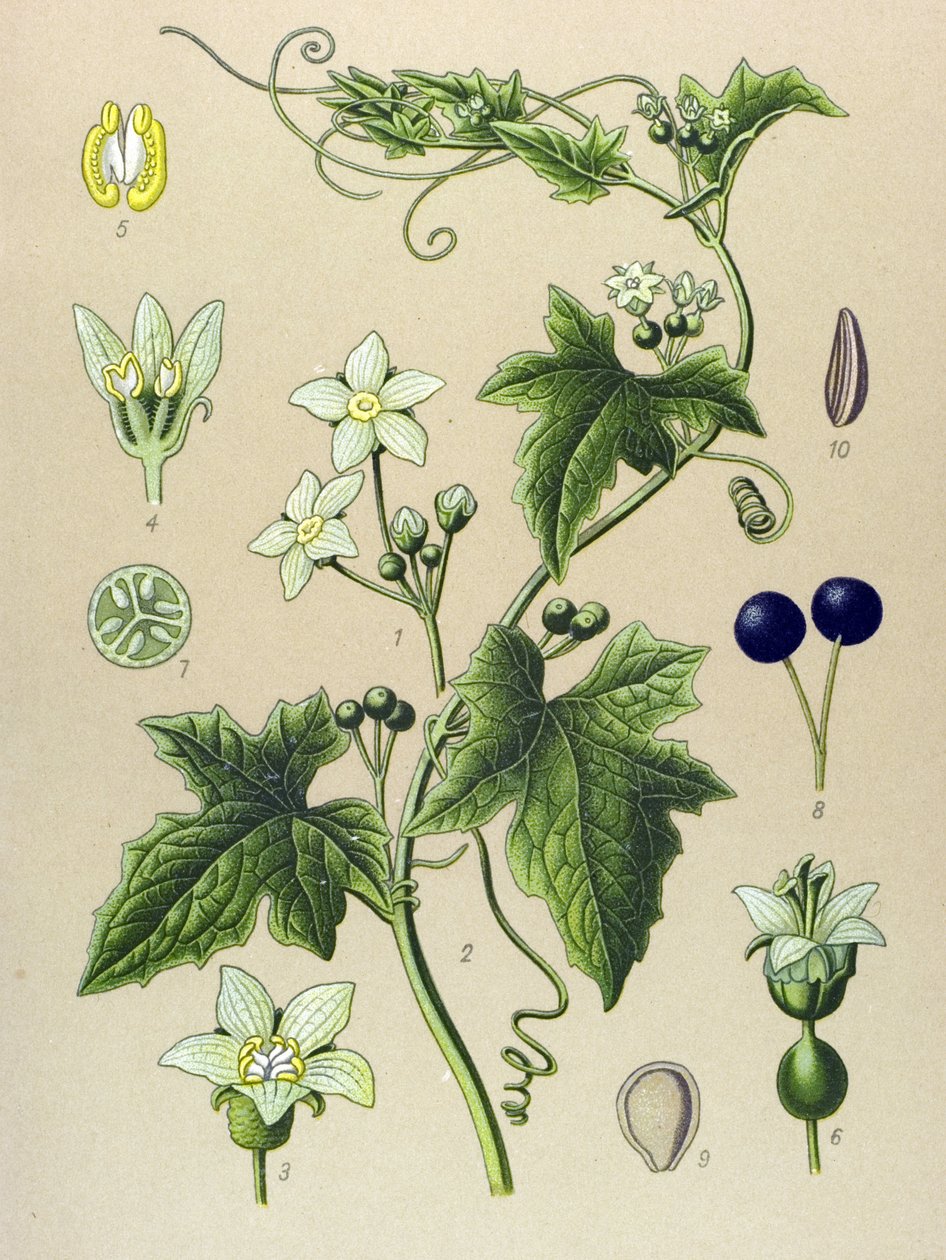 Botanická deska, rostlina: Bryone (Bryonia alba) od Unbekannter Künstler