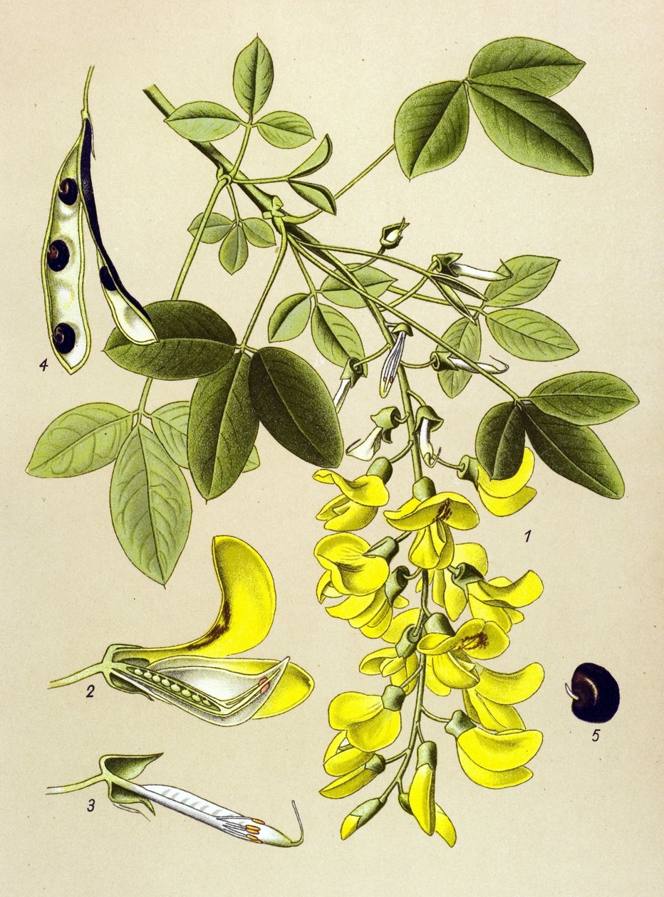 Botanická deska, rostlina: Běžná cytitida nebo Falešný eben (Cytisus Laburnum) od Unbekannter Künstler