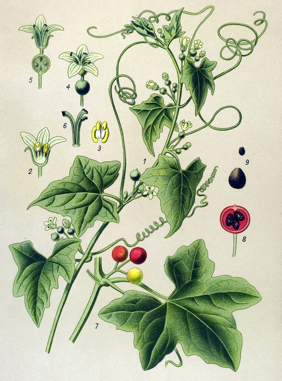 Botanická deska, rostlina: Bryonia dioica (Bryonia dioica) od Unbekannter Künstler