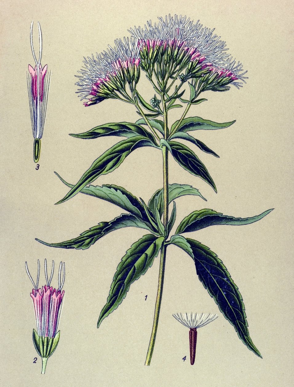 Botanická deska, rostlina: Eupatorium konopí (Eupatorium cannabinum) od Unbekannter Künstler