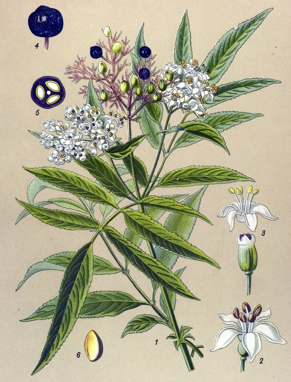 Botanická deska, rostlina: Bez Hieble (Sambucus ebulus) od Unbekannter Künstler