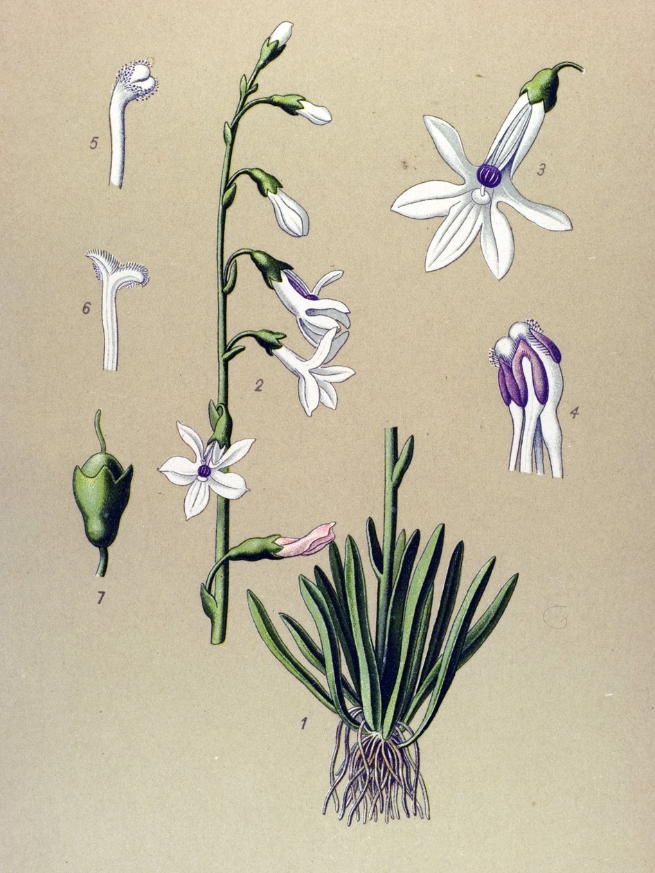 Botanická deska, rostlina: Lobelia (Lobelia dortmanna) od Unbekannter Künstler