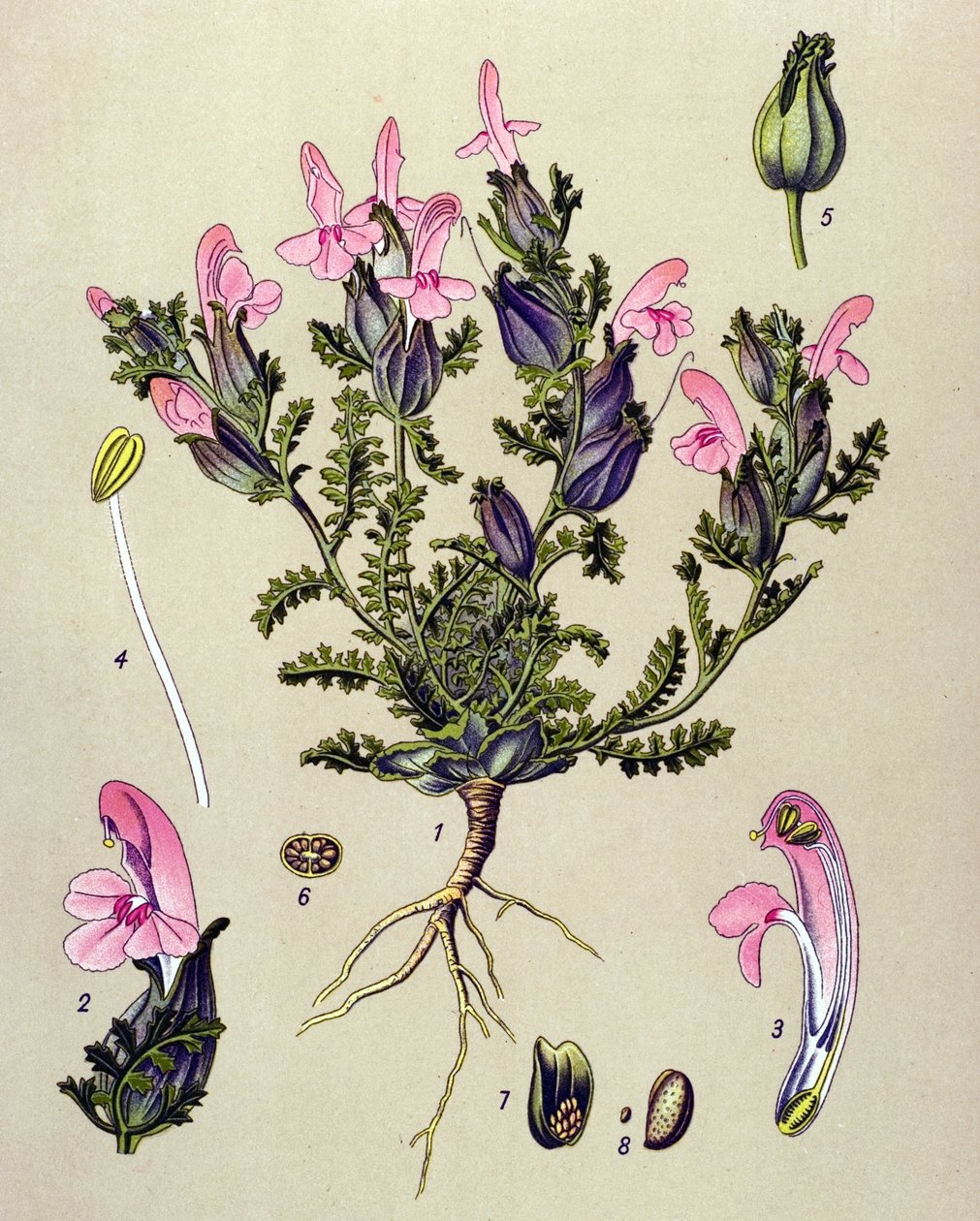 Botanická deska, rostlina: Pedicularis sylvatica od Unbekannter Künstler