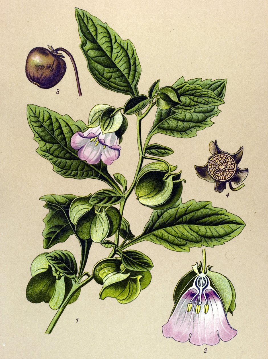 Botanická deska, rostlina: Perou hruška nebo Perou jablko (Nicandra physaloides) od Unbekannter Künstler