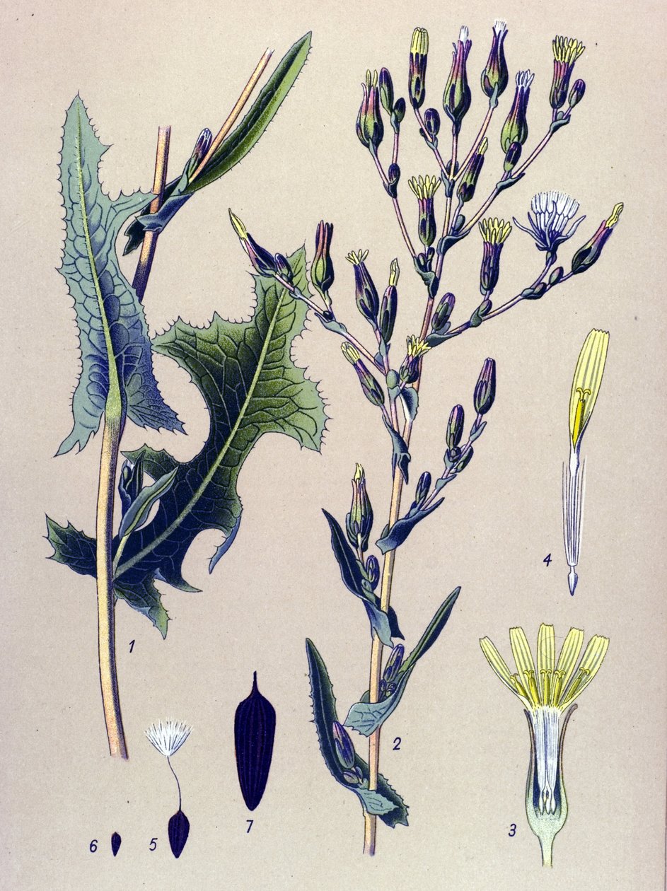 Botanická deska, rostlina: Scarole salát nebo divoký salát (Lactuca scariola, Lactuca serriola) od Unbekannter Künstler