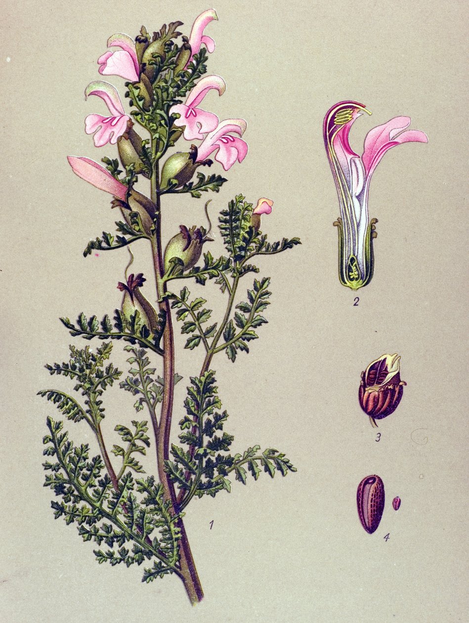 Botanická deska, rostlina: Pedicular bahenní (Pedicularis palustris) od Unbekannter Künstler