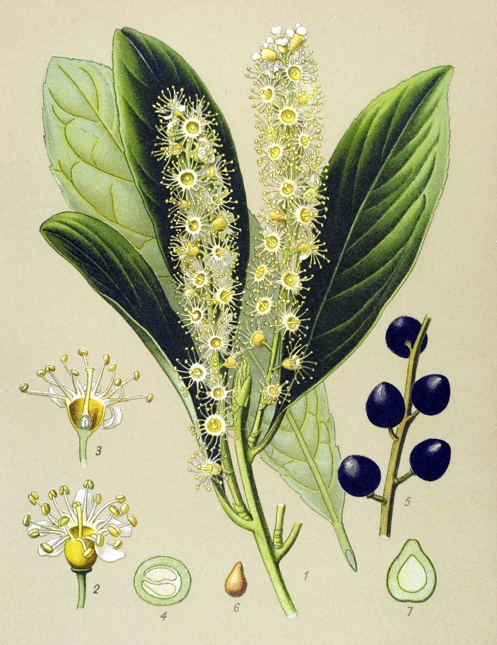 Botanická deska, rostlina: třešňový záliv (Prunus Laurocerasus) od Unbekannter Künstler