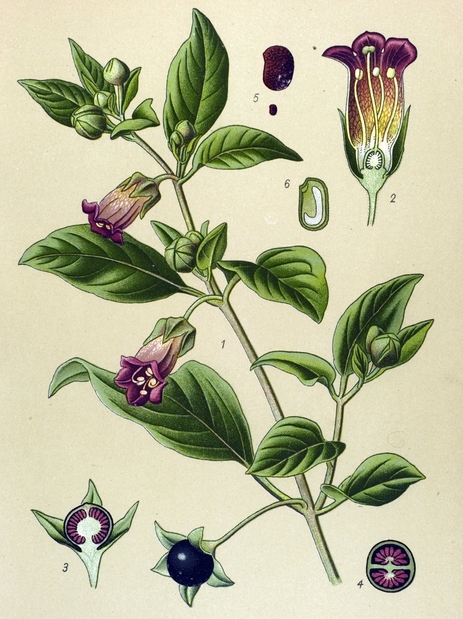 Botanická deska, rostlina La belladonna (Atropa belladonna) od Unbekannter Künstler
