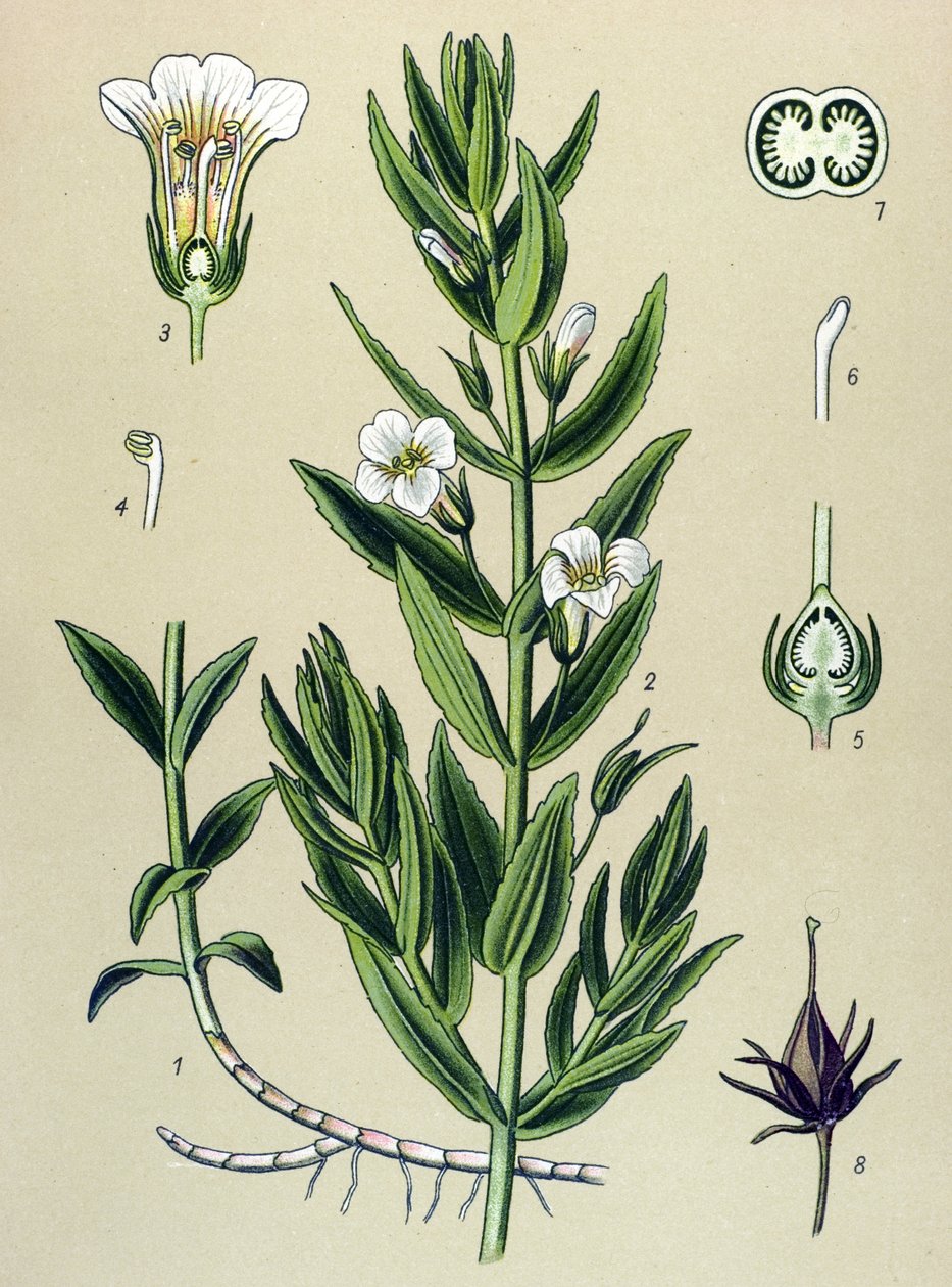 Botanická deska, rostlina: gratiola officinale (Gratiola officinalis) od Unbekannter Künstler