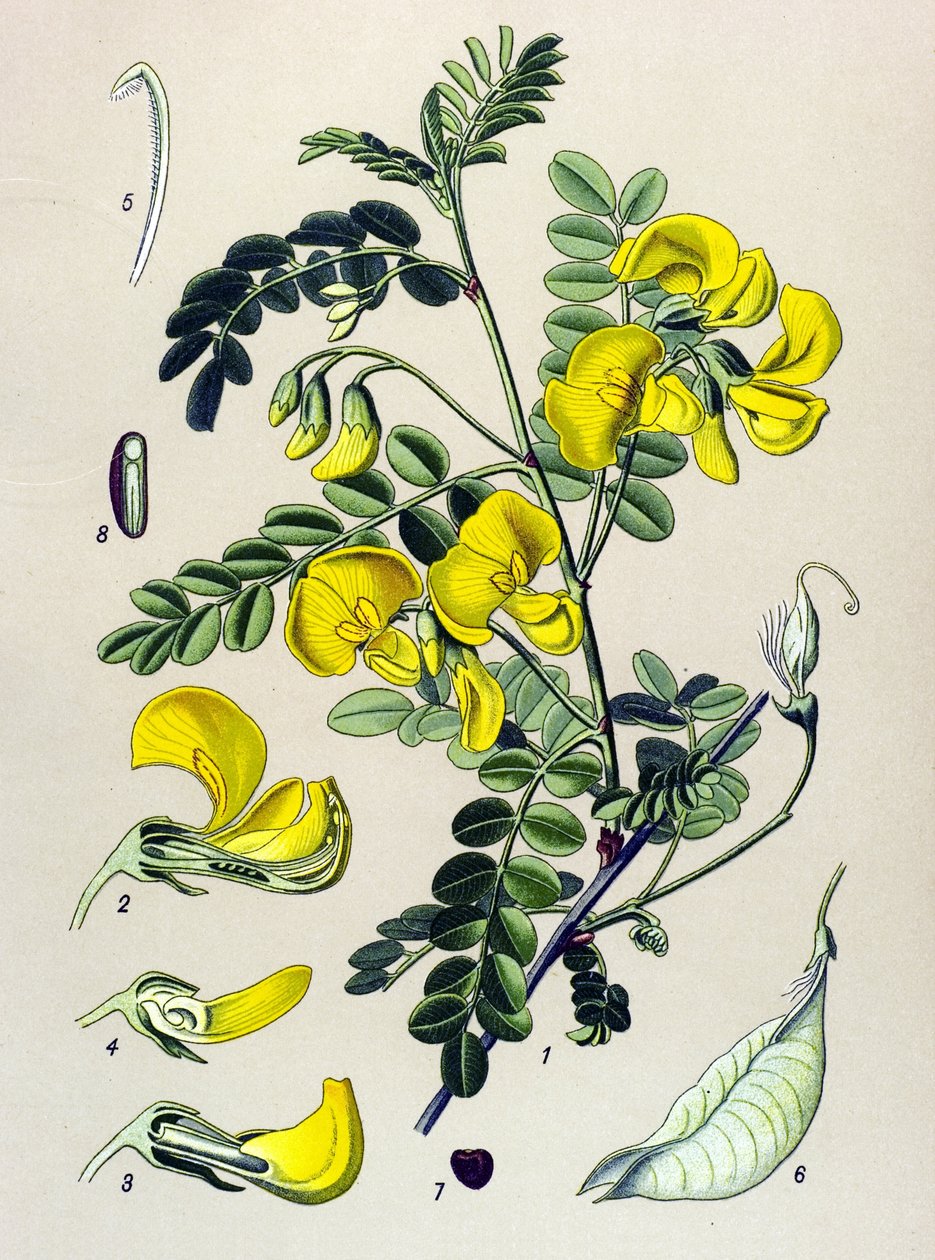 Botanická deska, rostlina: pásavka stromová (Colutea arborescens) od Unbekannter Künstler