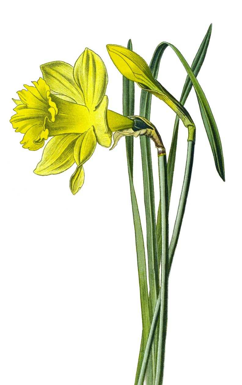 Botanická deska, rostlina: narcis žlutý nebo narcis trubač (Narcissus pseudonarcissus) od Unbekannter Künstler
