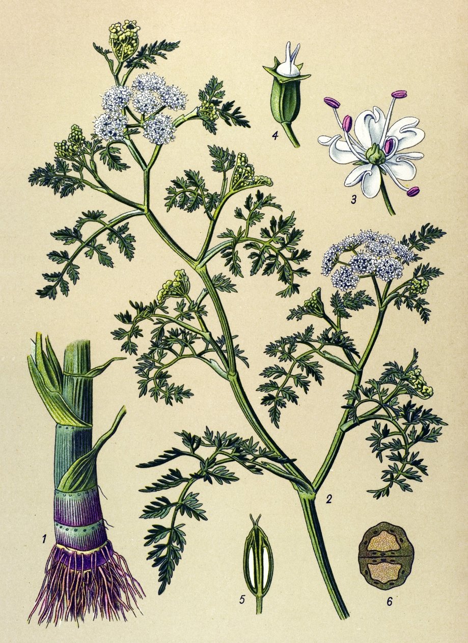 Botanická deska, jedovatá a léčivá rostlina: Aquatic Oenanthe (Oenanthe aquatica) od Unbekannter Künstler