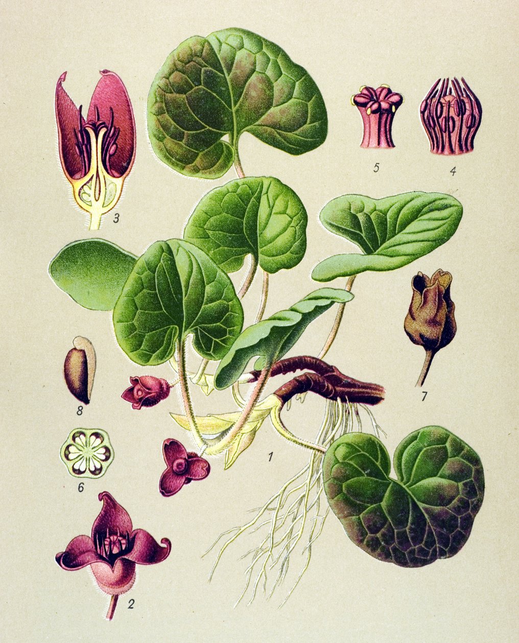 Botanická deska, jedovatá a léčivá rostlina: Asaret of Europe (Asarum europaeum) od Unbekannter Künstler