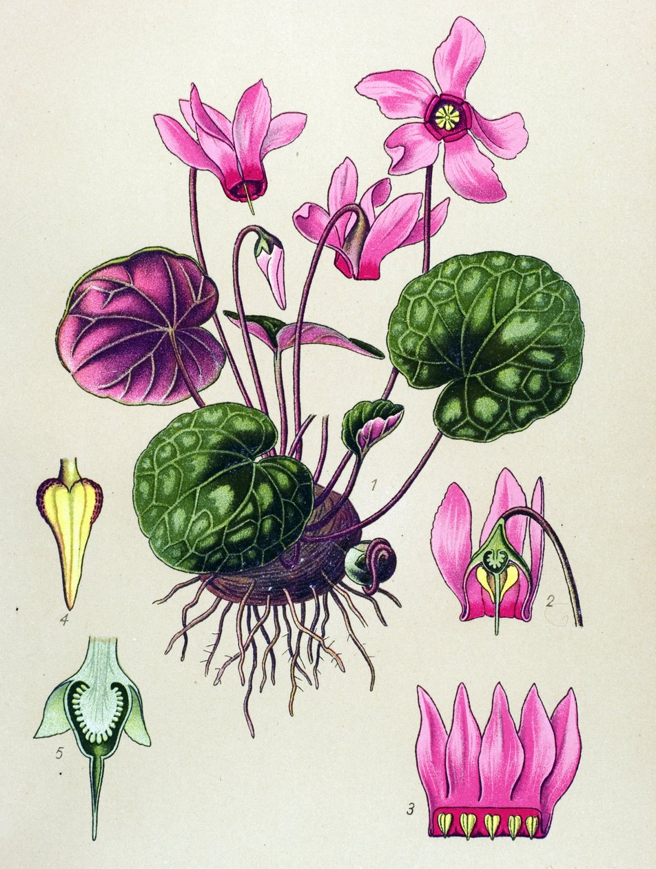 Botanická deska, jedovatá a léčivá rostlina: Cyclamen purpurascens, Cyclamen europaeum od Unbekannter Künstler