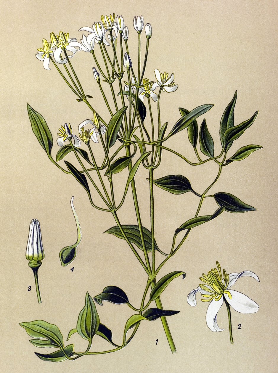 Botanická tabule: jedovatá a léčivá rostlina: plamének přímý (Clematis recta) od Unbekannter Künstler
