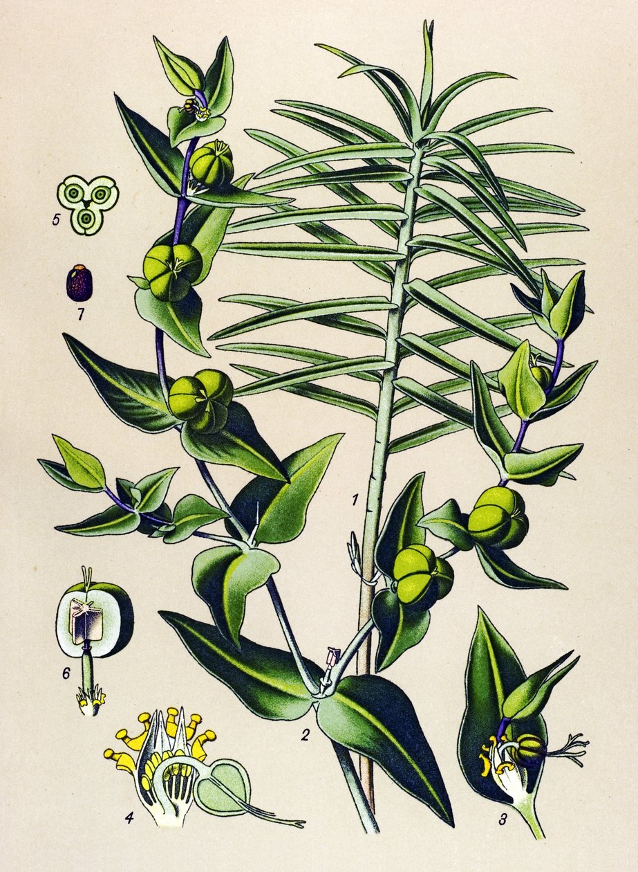 Botanická deska, jedovatá a léčivá rostlina: Euphorbia epurge (Euphorbia lathyris) od Unbekannter Künstler