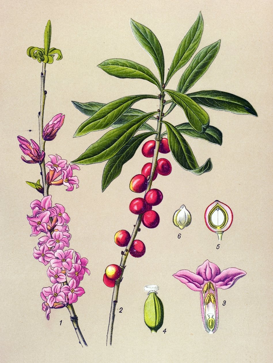 Botanická deska, jedovatá a léčivá rostlina: Krásné dřevo (Daphne Mezereum) od Unbekannter Künstler