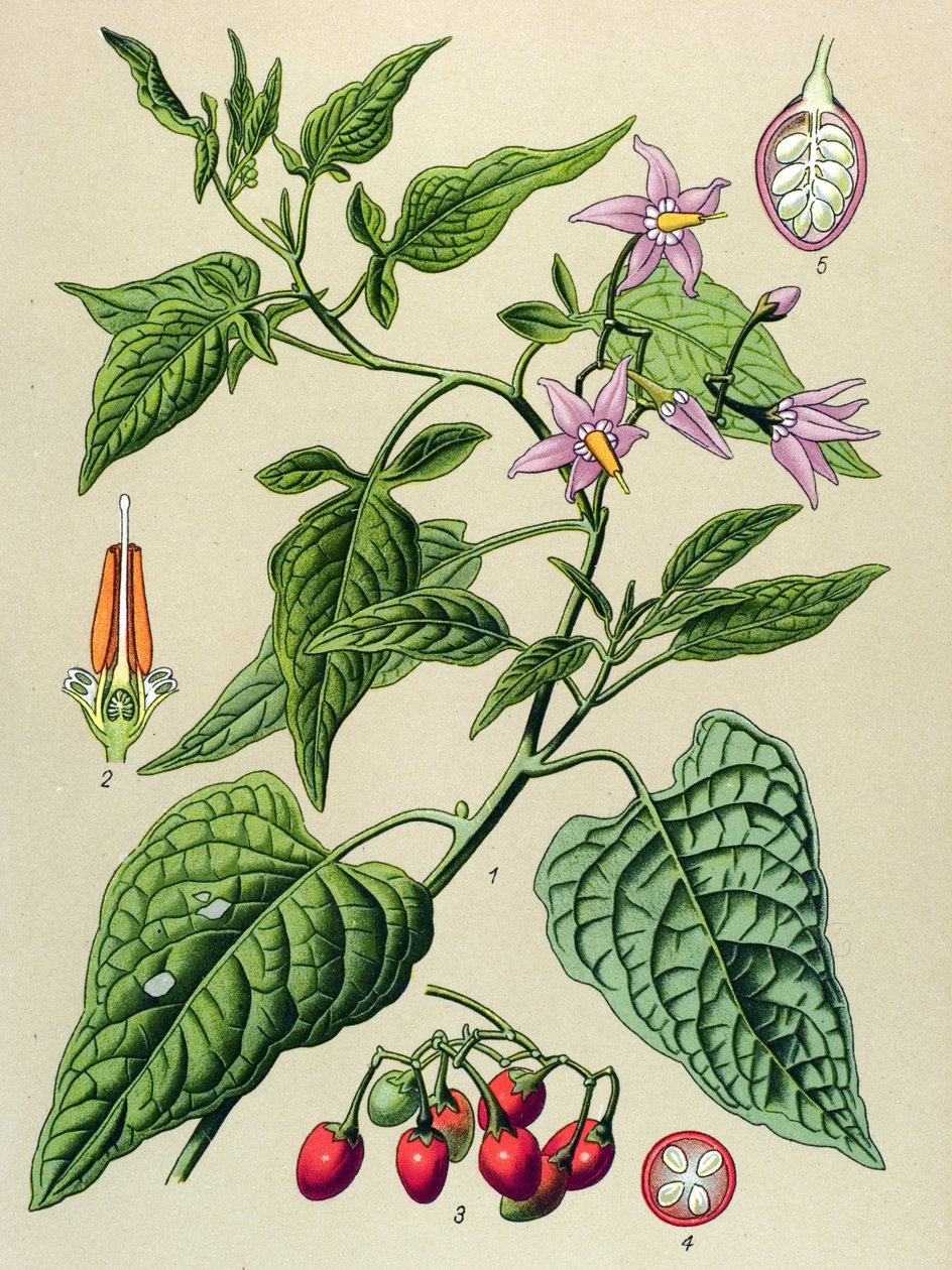 Botanická deska, jedovatá a léčivá rostlina: Sladká hořká (Solanum dulcamara) od Unbekannter Künstler