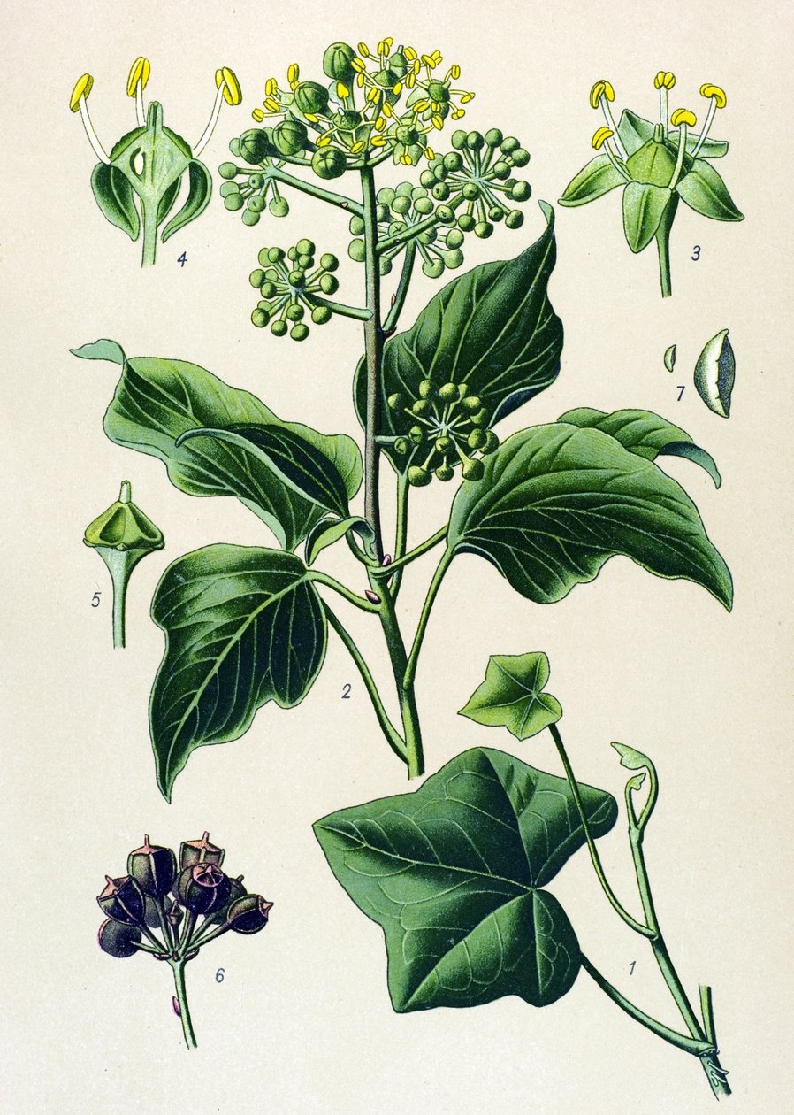 Botanická deska, jedovatá a léčivá rostlina: břečťan popínavý nebo břečťan obecný (Hedera helix) od Unbekannter Künstler