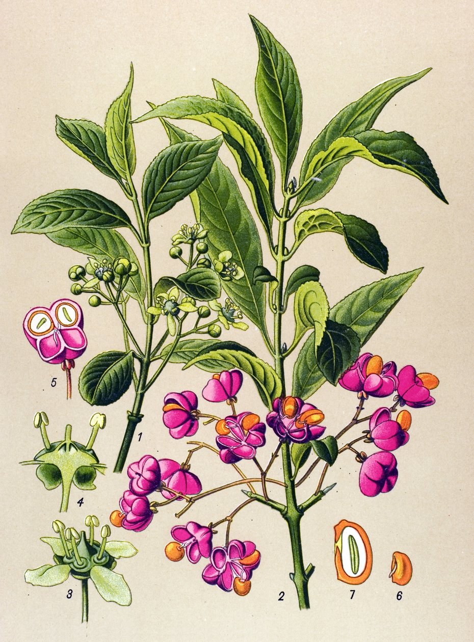 Botanická deska, jedovatá rostlina: dřevěné uhlí evropské (Euonymus europaeus) od Unbekannter Künstler