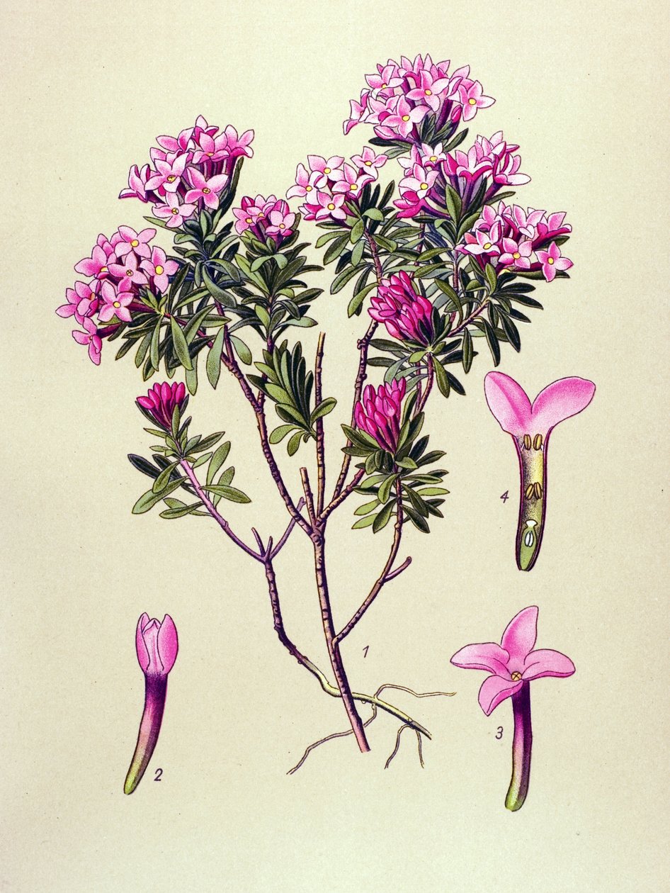 Botanická deska, jedovatá rostlina: velbloud nebo alpský velbloud (Daphne Cneorum) od Unbekannter Künstler
