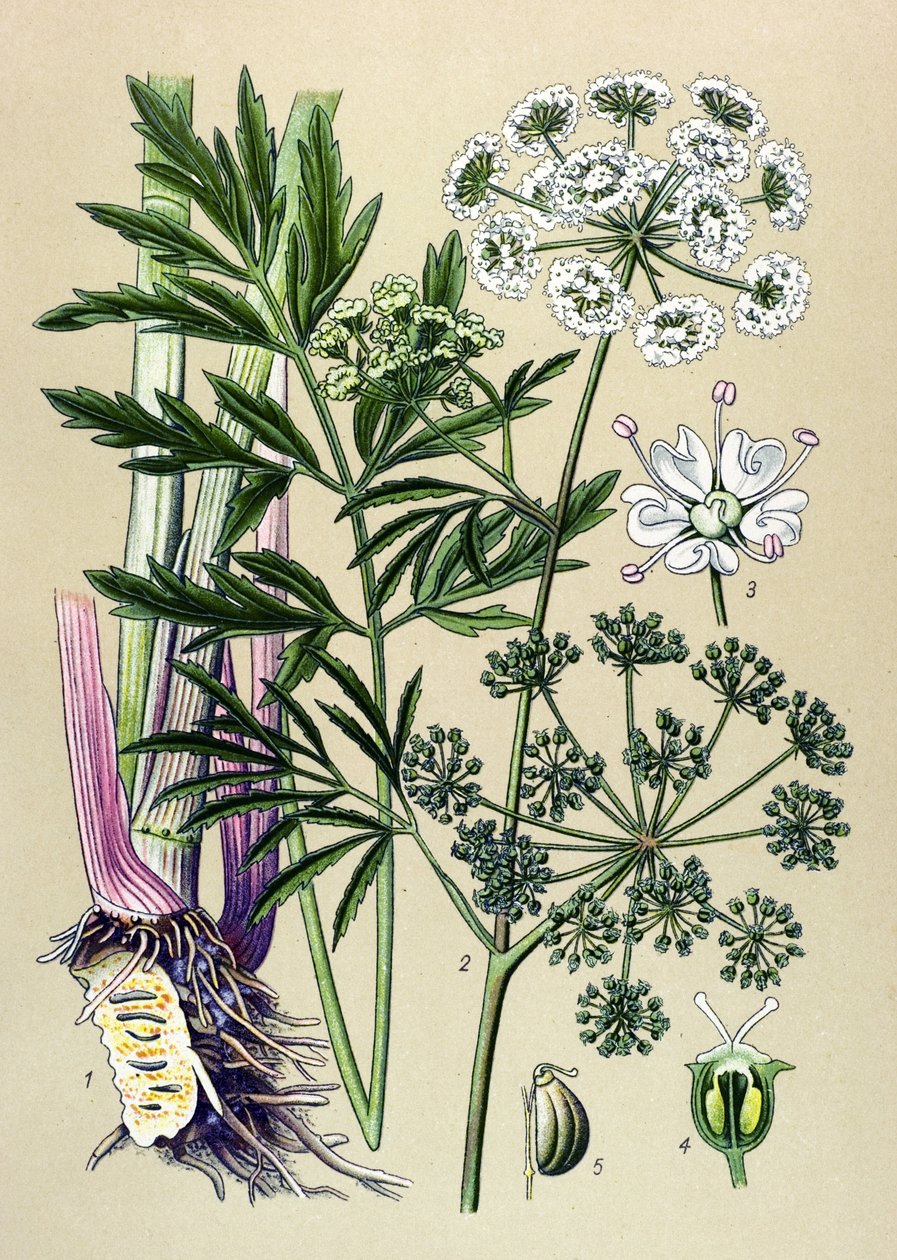 Botanická deska, jedovatá (toxická) a léčivá rostlina: Vodní jedlovec (Cicuta virosa). od Unbekannter Künstler