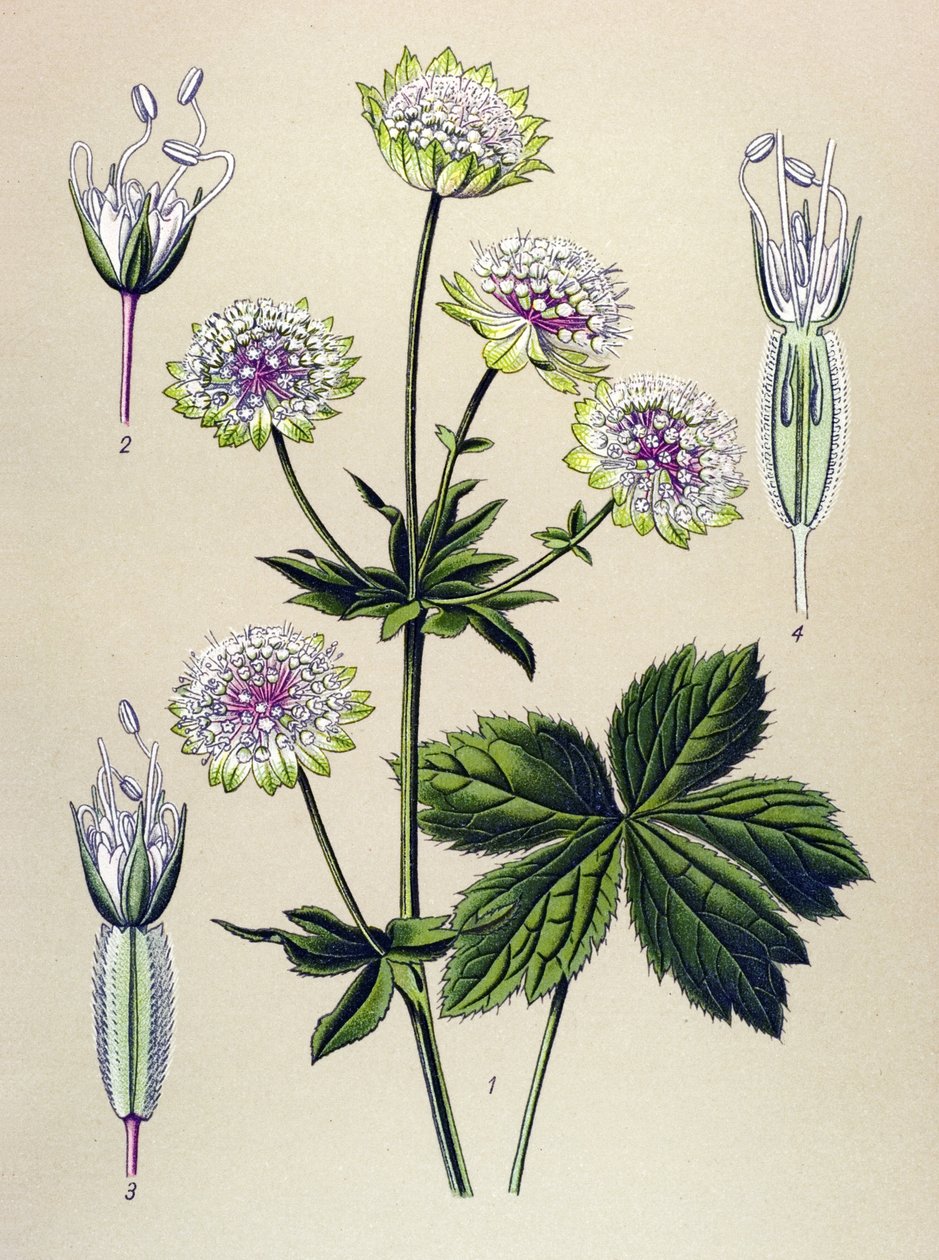 Botanická deska, žilnatá (toxická) a léčivá rostlina: hvězdnice velká (Astrantia major) od Unbekannter Künstler