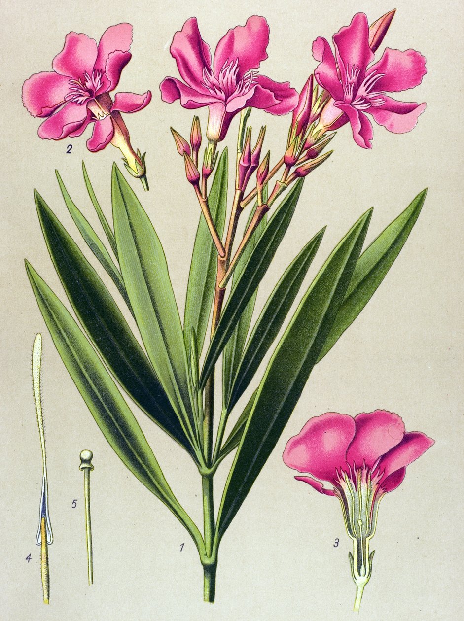 Botanická deska, žilnatá (toxická) a léčivá rostlina: růžový bobkový list (Nerium oleander) od Unbekannter Künstler