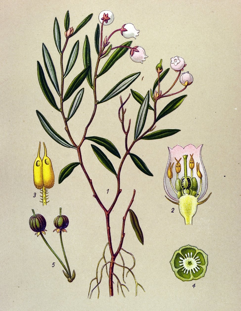 Botanická deska, jedovatá rostlina (toxická): Andromeda má poloniové listy (Andromeda polifolia) od Unbekannter Künstler