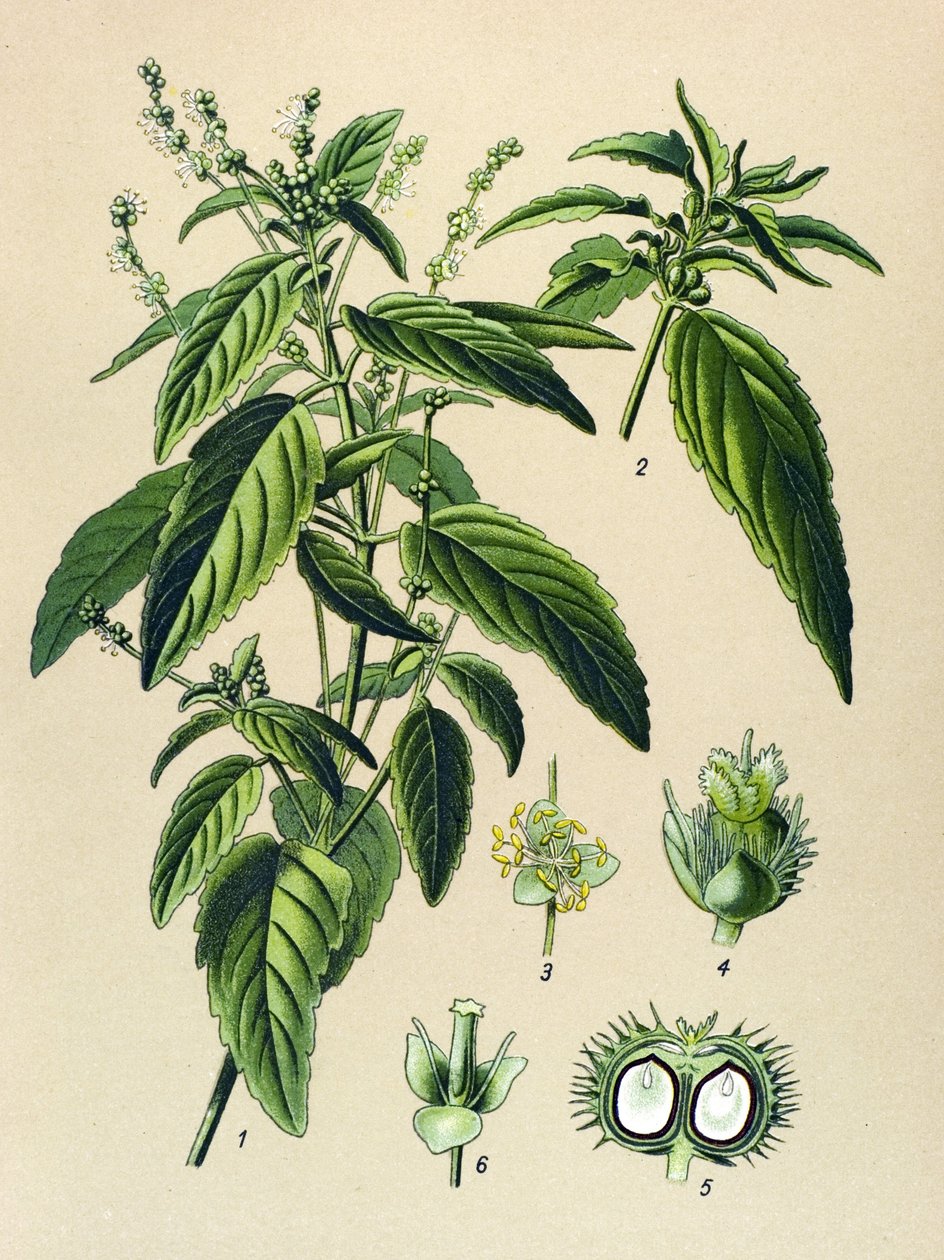 Botanická deska, jedovatá rostlina (toxická): rtuť roční (Mercurialis annua) od Unbekannter Künstler