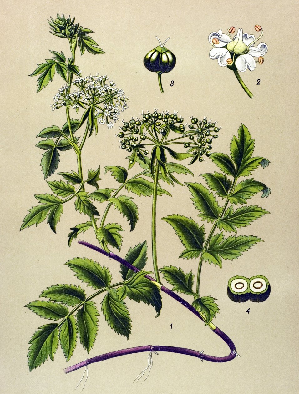 Botanická deska, žilnatá rostlina (toxická): Berle (Berula angustifolia) od Unbekannter Künstler