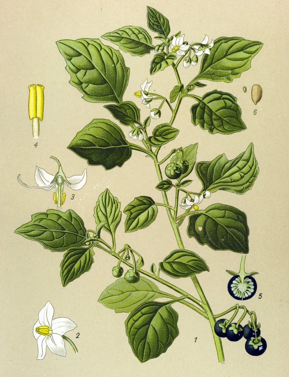 Botanická deska, jedovatá rostlina (toxická): lilek černý (Solanum nigrum) od Unbekannter Künstler
