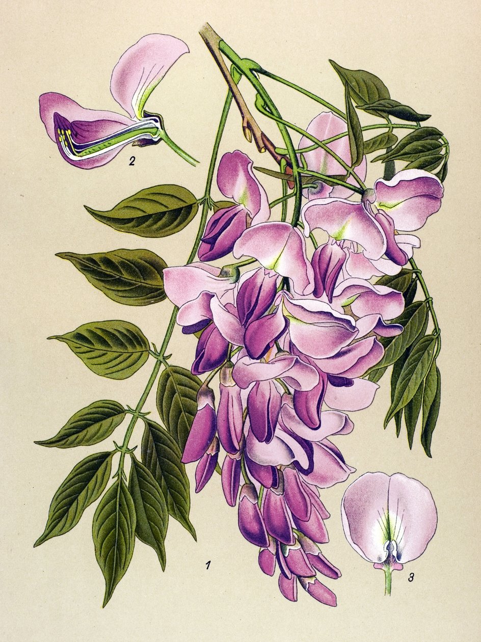 Botanická deska, jedovatá rostlina (toxická): čínský glycin (Wisteria chinensis) od Unbekannter Künstler
