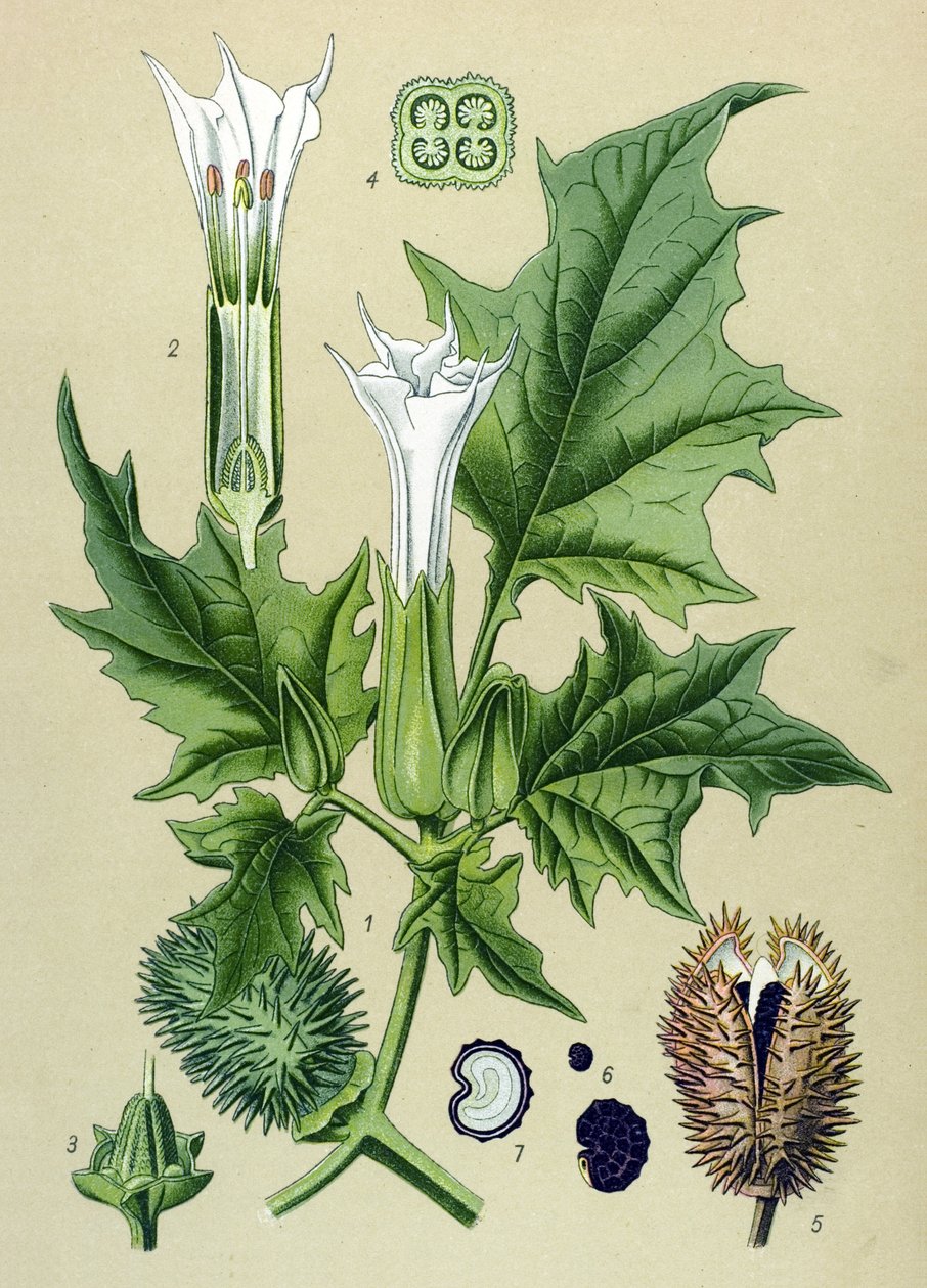 Botanická deska, jedovatá rostlina (toxická): Datura stramoine nebo stramoine officinal (Datura Stramonium) od Unbekannter Künstler